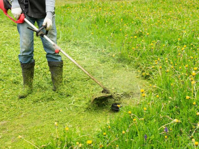 Aeration and Overseeding