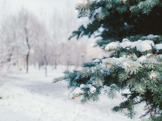 Winter Months