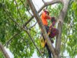 Tree Surgeon